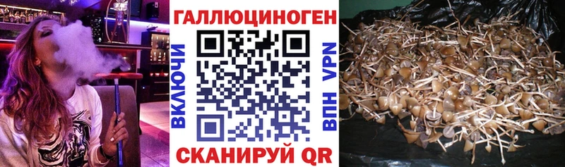 Псилоцибиновые грибы мицелий Котельниково